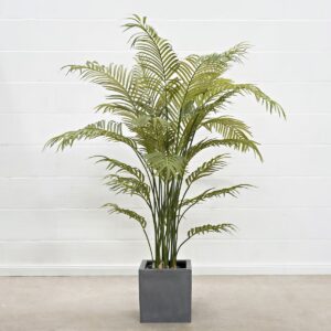 Forest Areca 170 cm