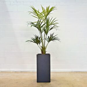 Kentia 170 cm