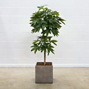 Pachira 150 cm