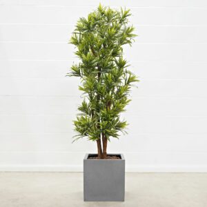 Drachenbaum grün 180 cm
