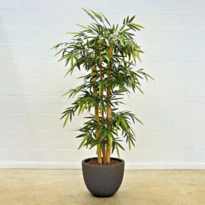 Giant Bambus 180 cm