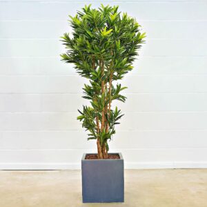 Croton Goldfinger Reflexa 180 cm