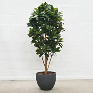 Lady Schefflera 170 cm