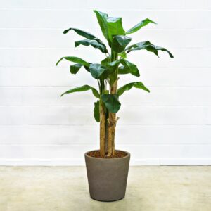 Bananenbaum 180 cm