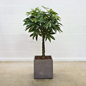 Pachira 120 cm