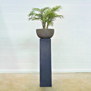 Palm Chamaedorea 85 cm