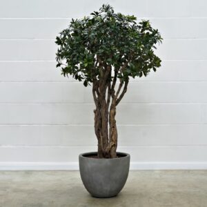 Euonymus 150 cm