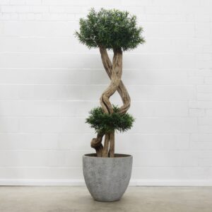 Podocarpus Bonsai 210 cm