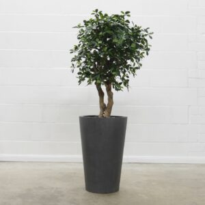 Black Olive grün 120 cm