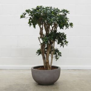 Euonymus grün 130 cm