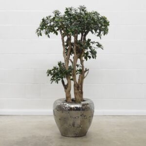 Euonymus grün-weiss 130 cm