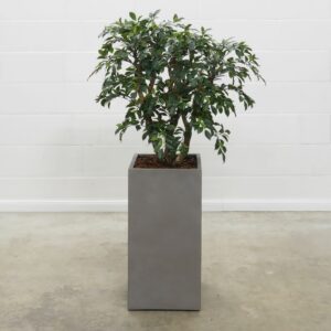 Ficus Folia grün 100 cm
