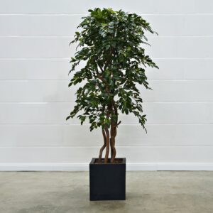 Ficus Folia Swing 150 cm