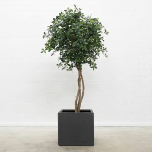 Black Olive Swing 180 cm