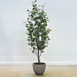 Eukalyptus 180 cm
