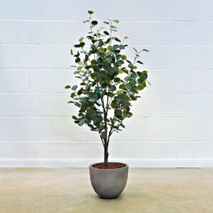Eukalyptus 140 cm
