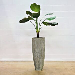 Licuala Palme 130 cm