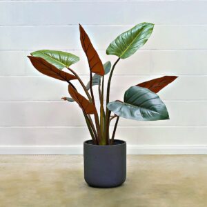 Philodendron grün-burgundy 120 cm
