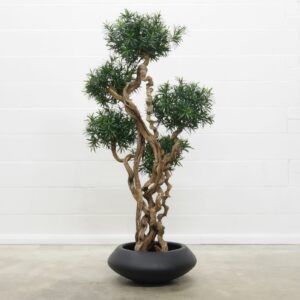 Podocarpus Liana Bonsai 180 cm