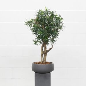 Podocarpus Natural 90 cm