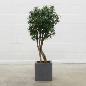 Podocarpus Natural 120 cm