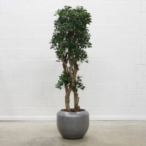 Pittosporum Natural 180 cm