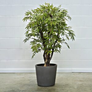 Japanischer Ahorn grün-rot 130 cm