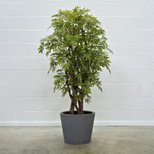 Japanischer Ahorn grün-rot 160 cm