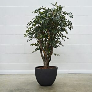 Ficus Folia grün 140 cm