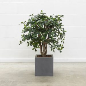 Black Olive 90 cm