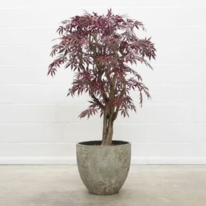 Japanischer Ahorn rot 140 cm