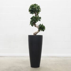 Pittosporum Bonsai 90 cm