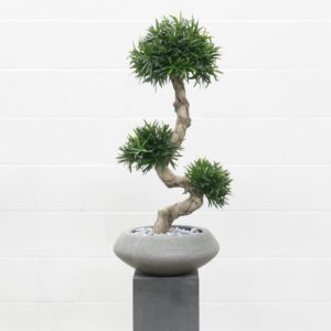 Podocarpus Bonsai 90 cm