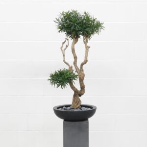 Podocarpus Bonsai 100 cm