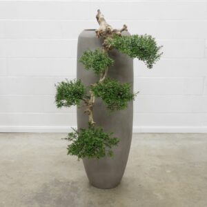 Liguster Bonsai 110 cm