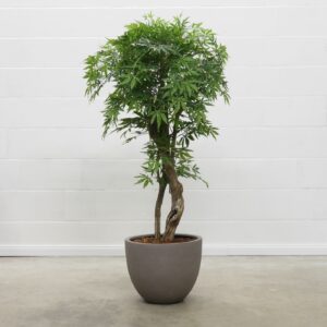 Ahorn Natural grün 150 cm
