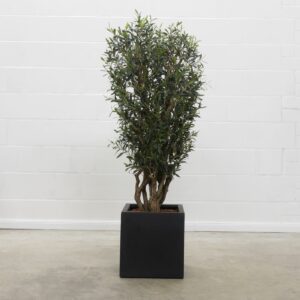 Olive Natural Max 150 cm