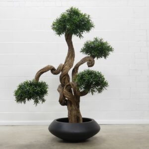 Podocarpus de luxe Bonsai 200 cm