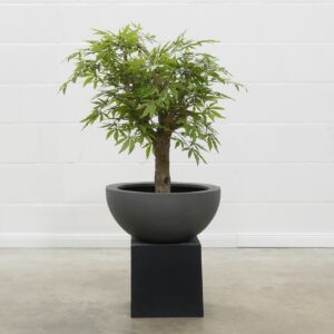 Japanischer Ahorn Natural grün-rot 90 cm