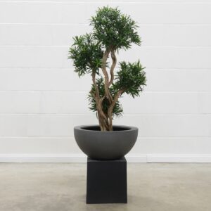 Podocarpus Liana Bonsai 4 Kronen 105 cm