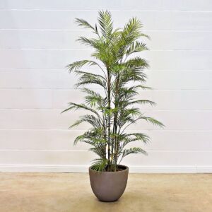 Palm Chamaedorea 180 cm