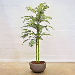 Areca Palme 195 cm