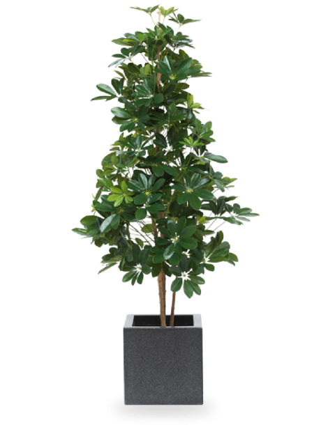 freisteller standard Kustbaum